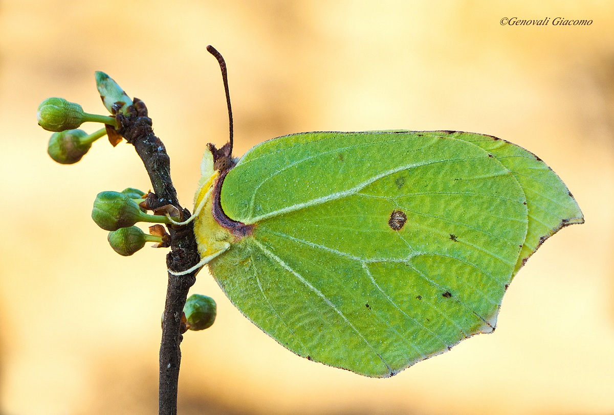 cedronella early summer