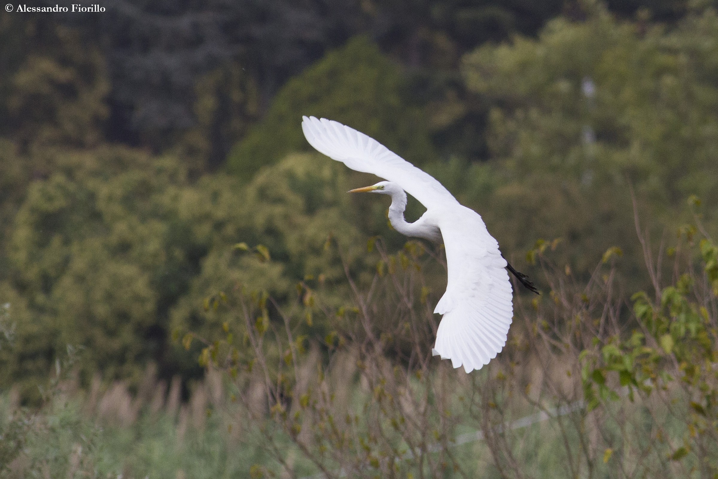 Great Egret