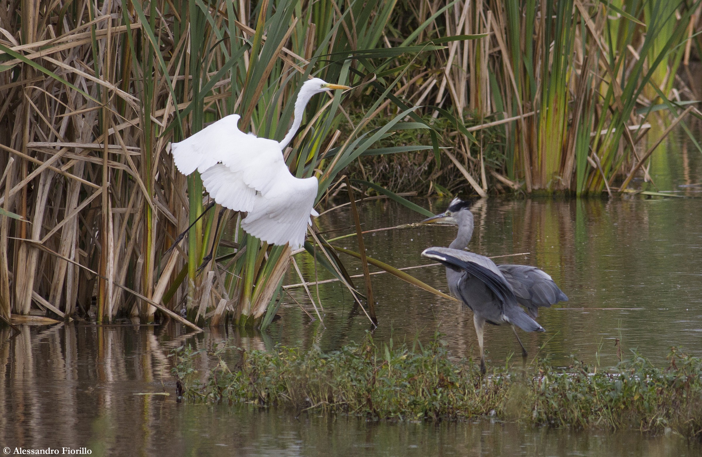 Great Egret