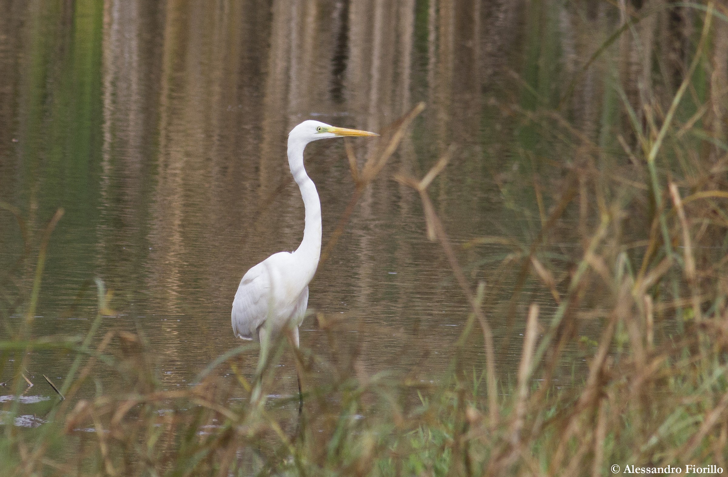 Great Egret