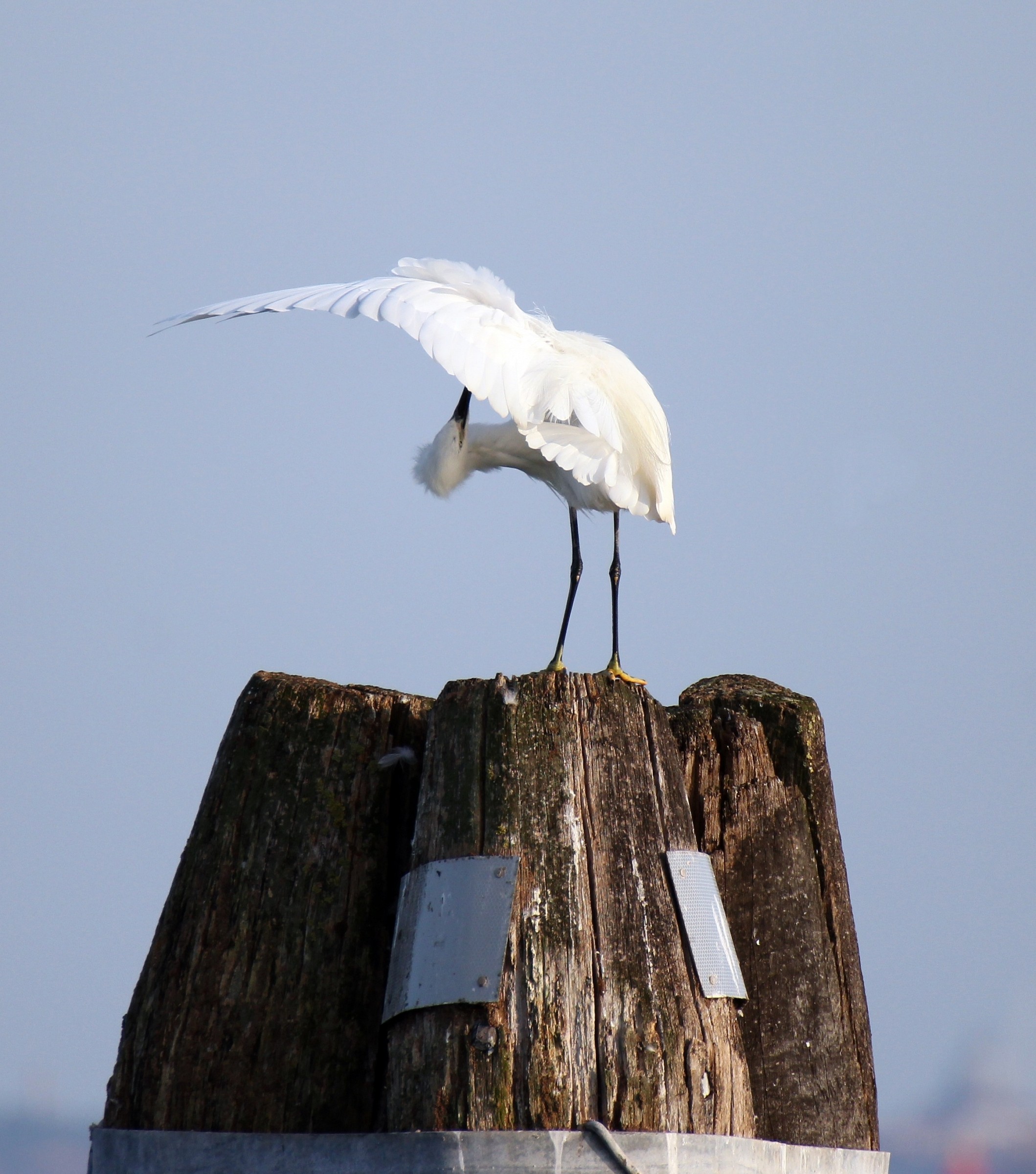 Egret