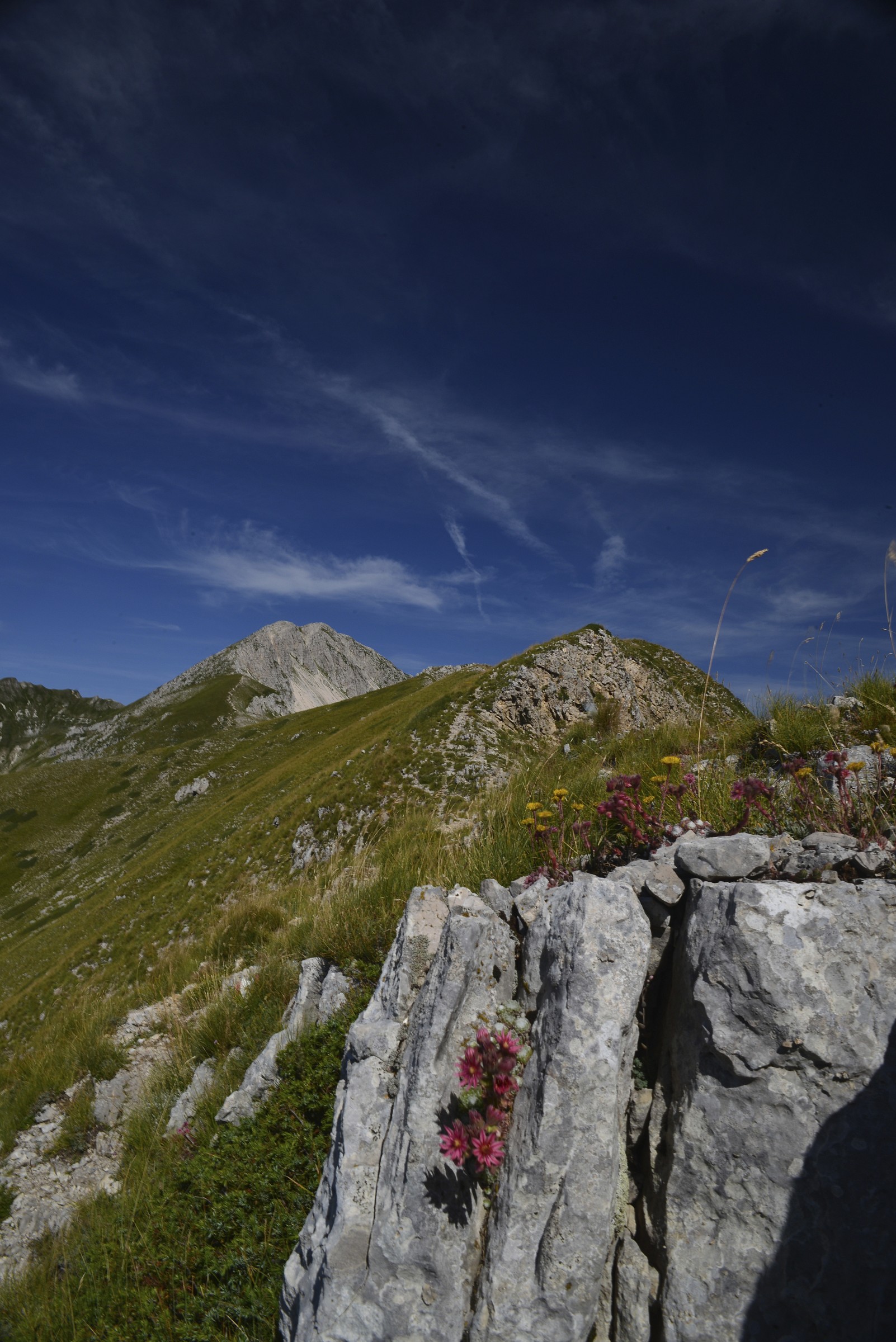 blooms of Mount Elephant