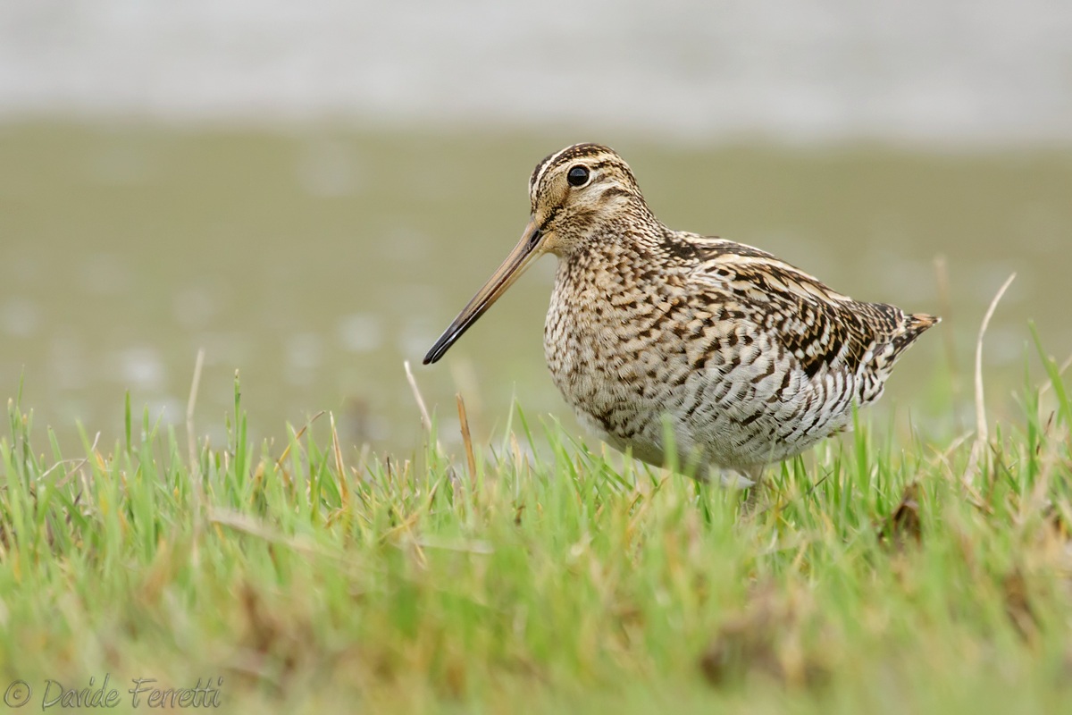 Snipe
