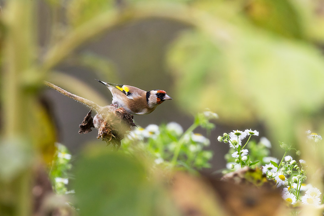 Goldfinch