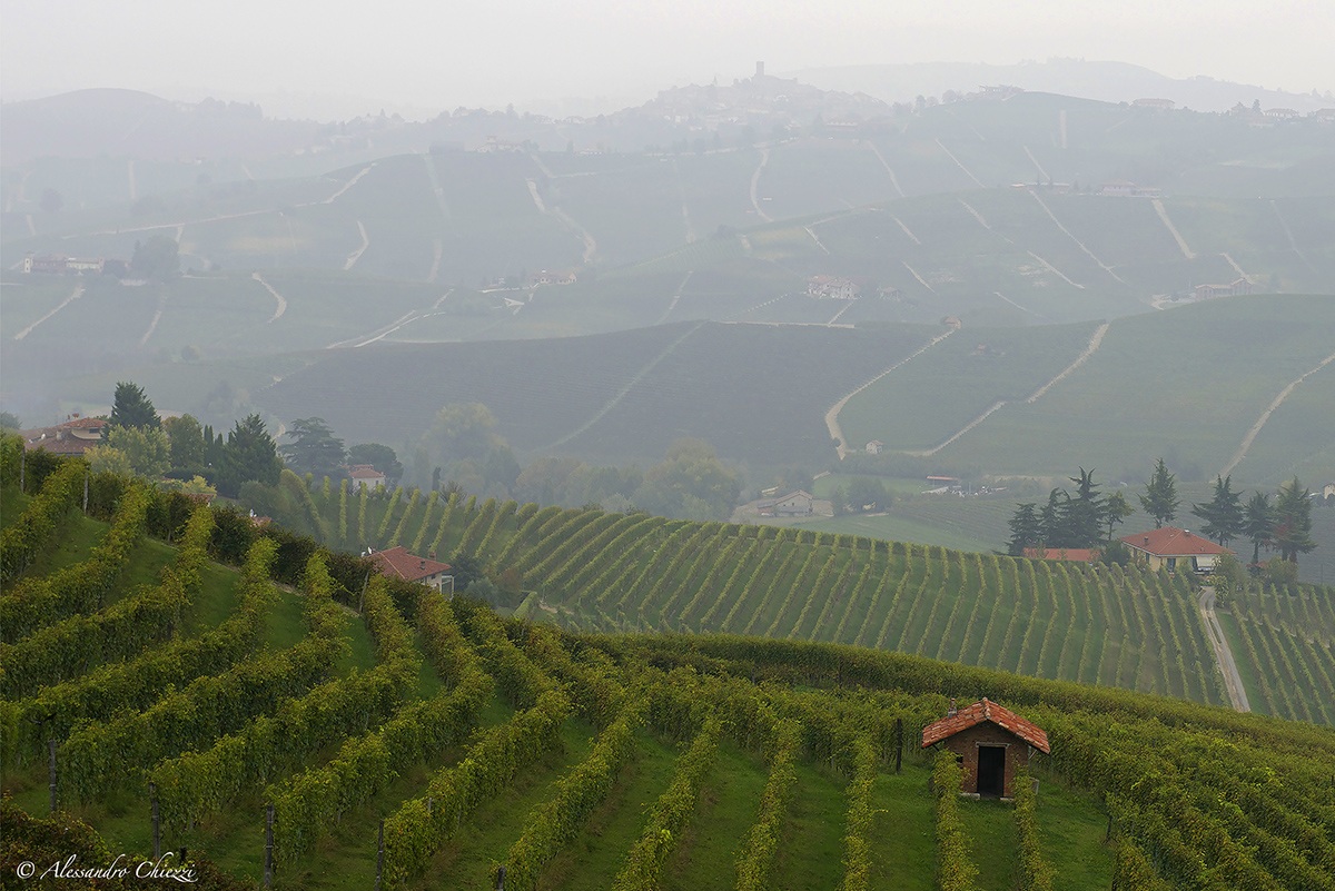 Le vigne delle Langhe
