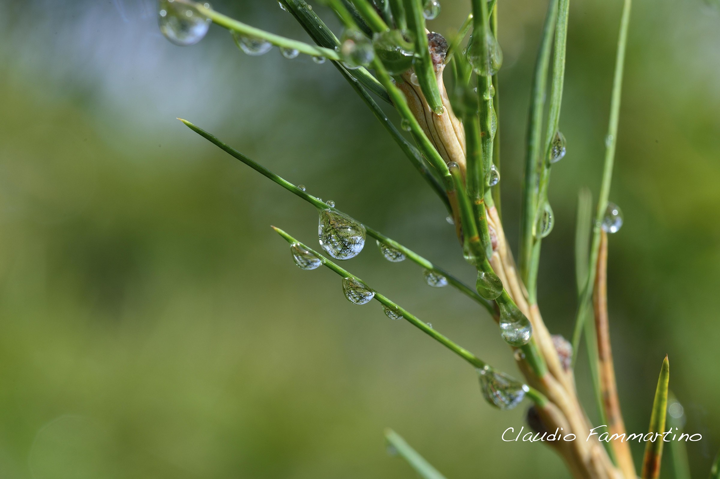 Droplets of water