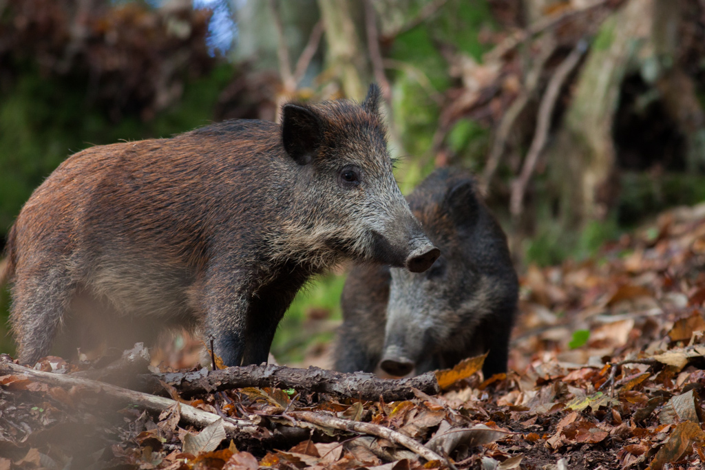 Wild boar ... in family