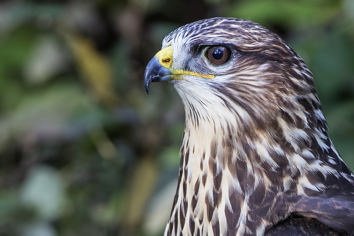 Portrait of Buzzard Buteo buteo