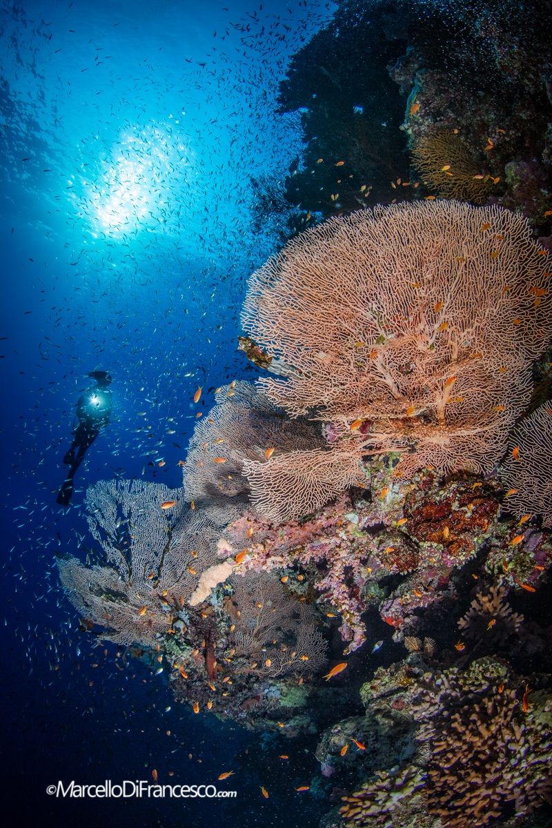 Good Morning Red Sea!