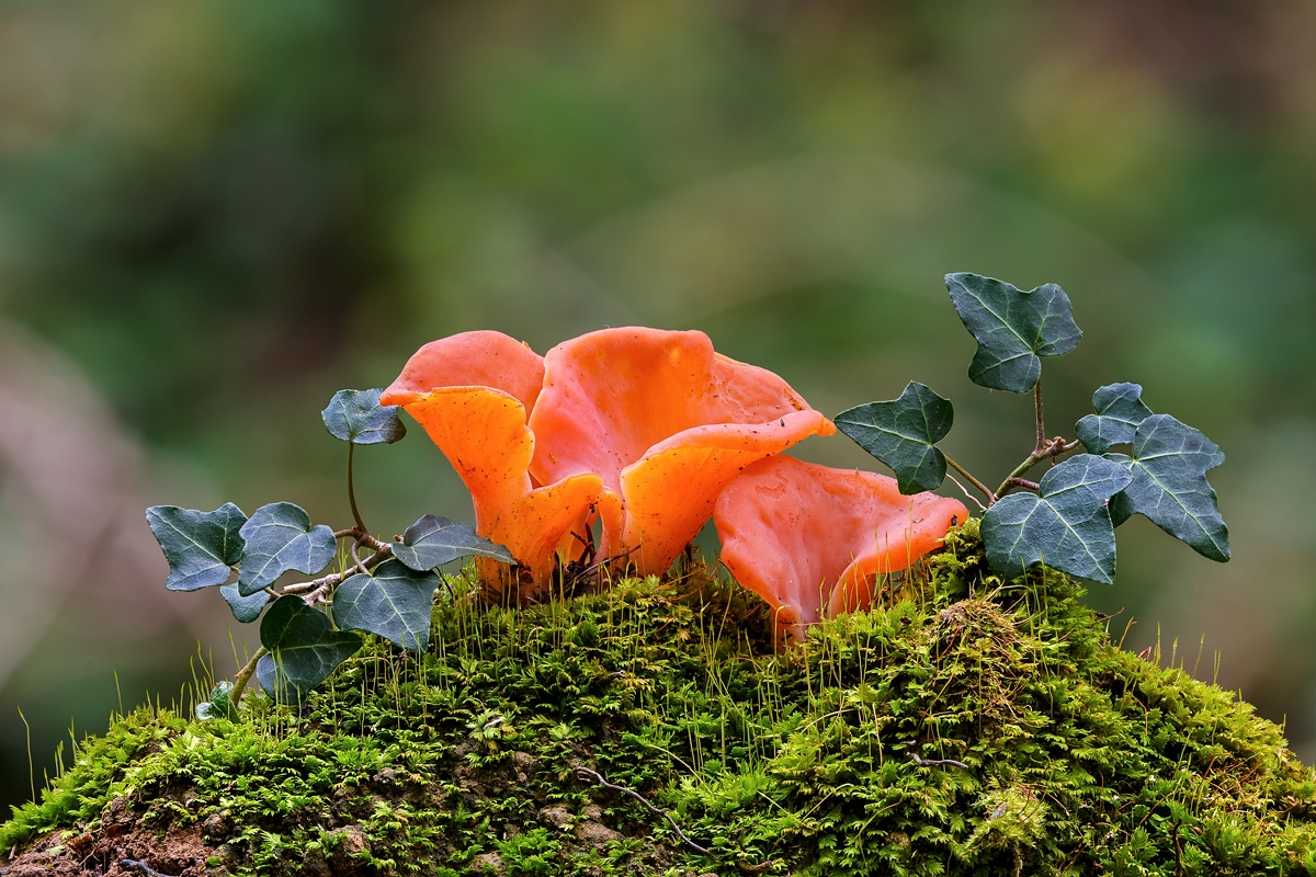 Tremiscus helvelloides