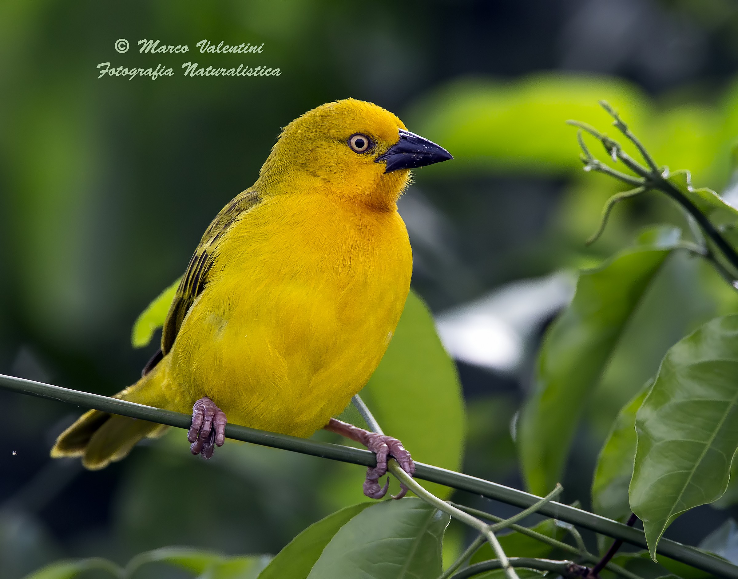 Golden Weaver