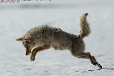Canis latrans