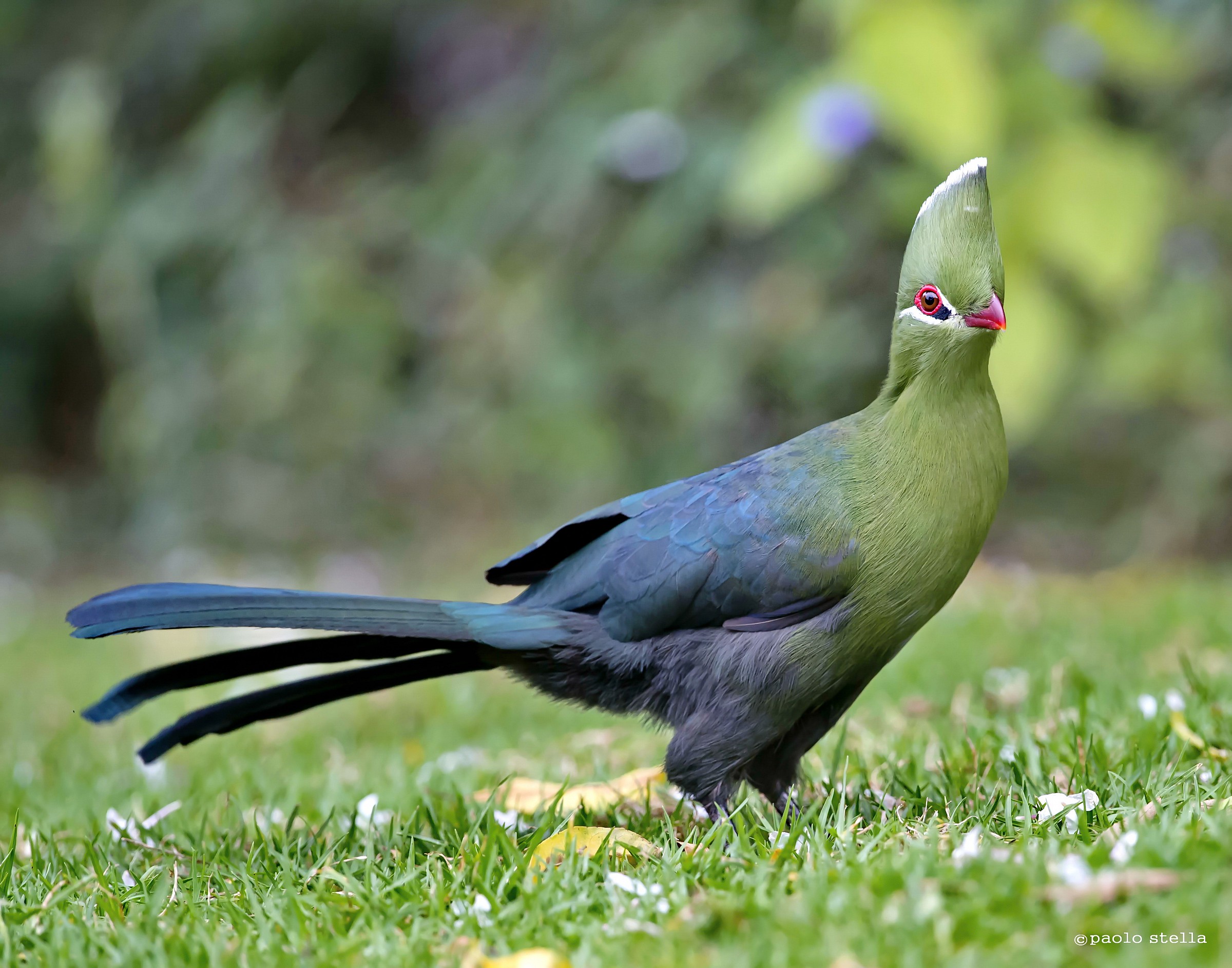 Knysna Turaco (Tauraco corythaix)