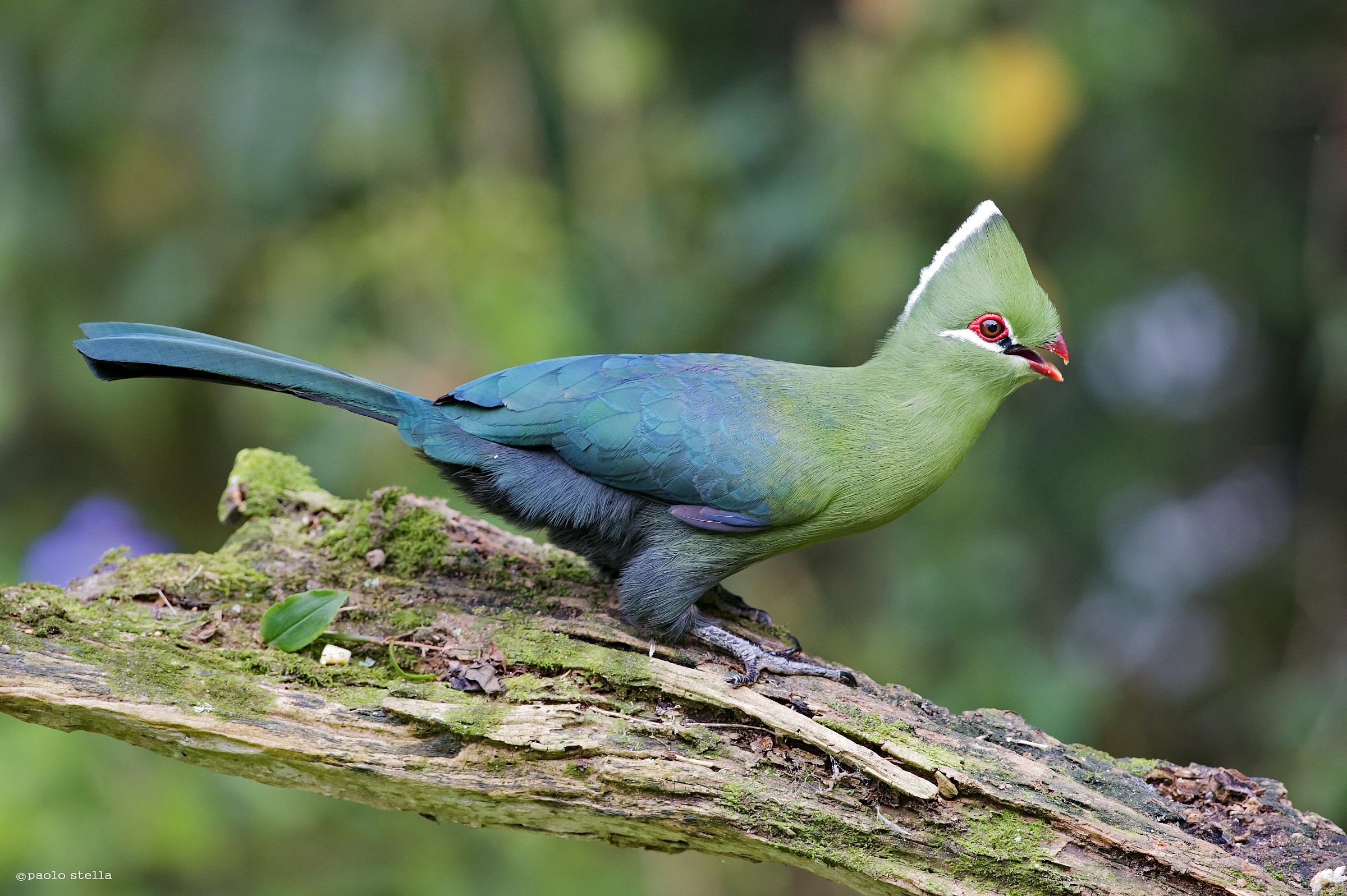 Knysna Turaco (Tauraco corythaix) - 2