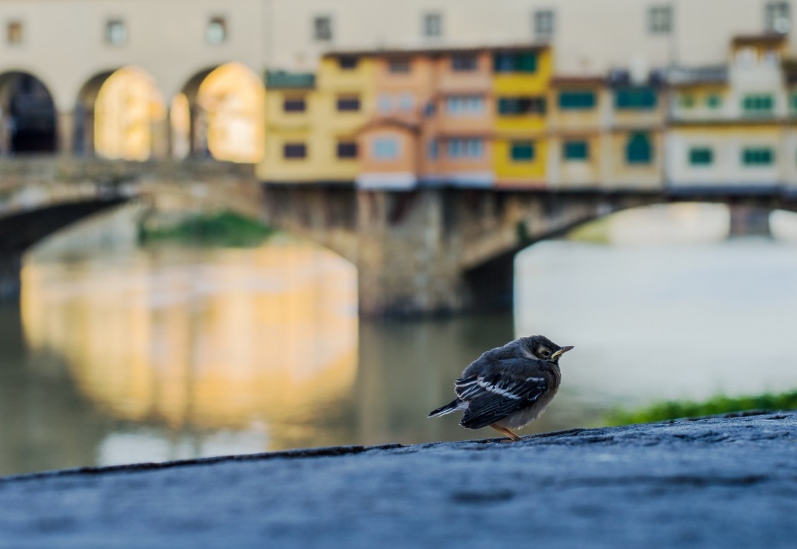 ucellino from Ponte Vecchio 4 White Wagtail