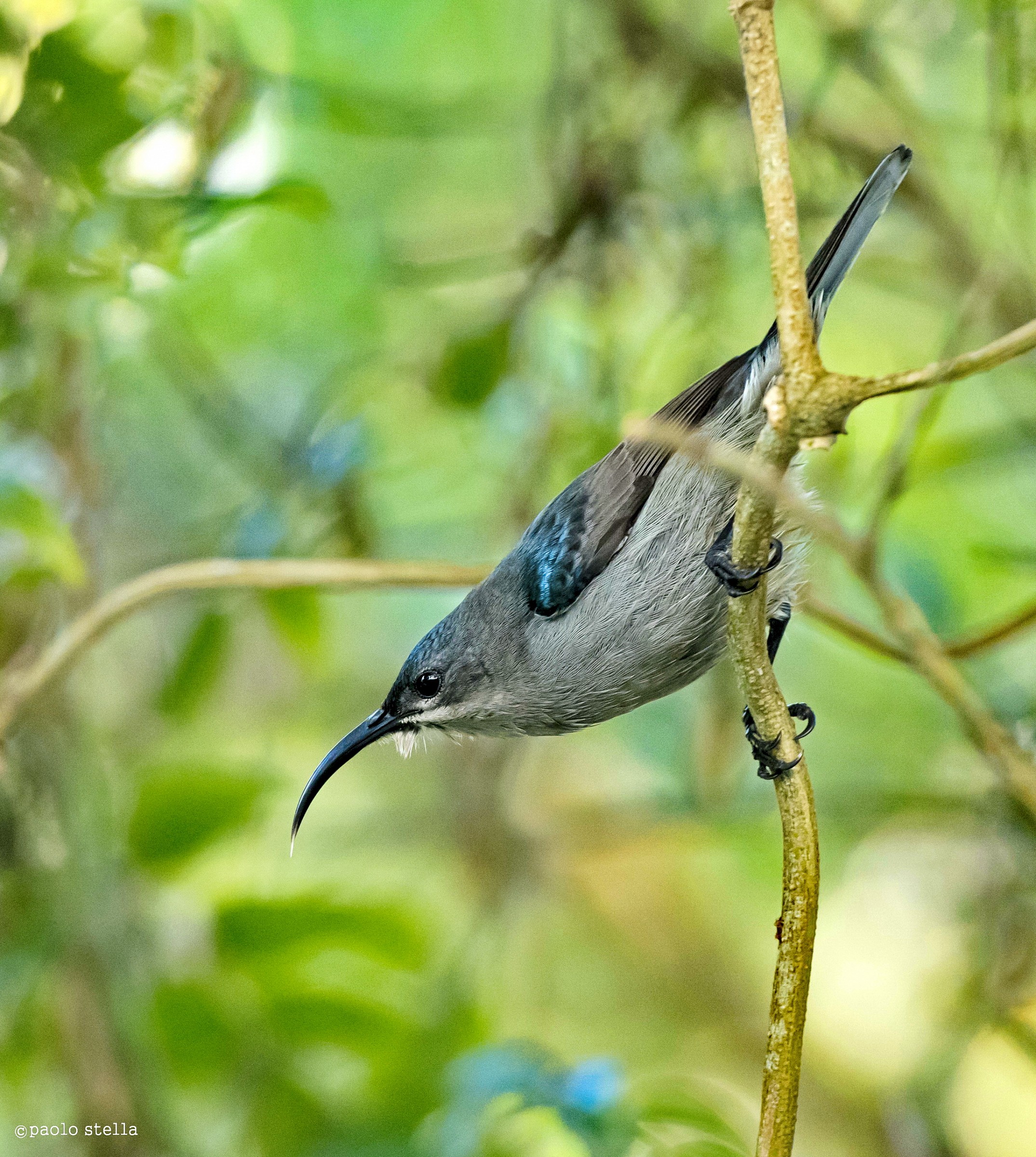 Grey Sunbird (Cyanomitra veroxii)