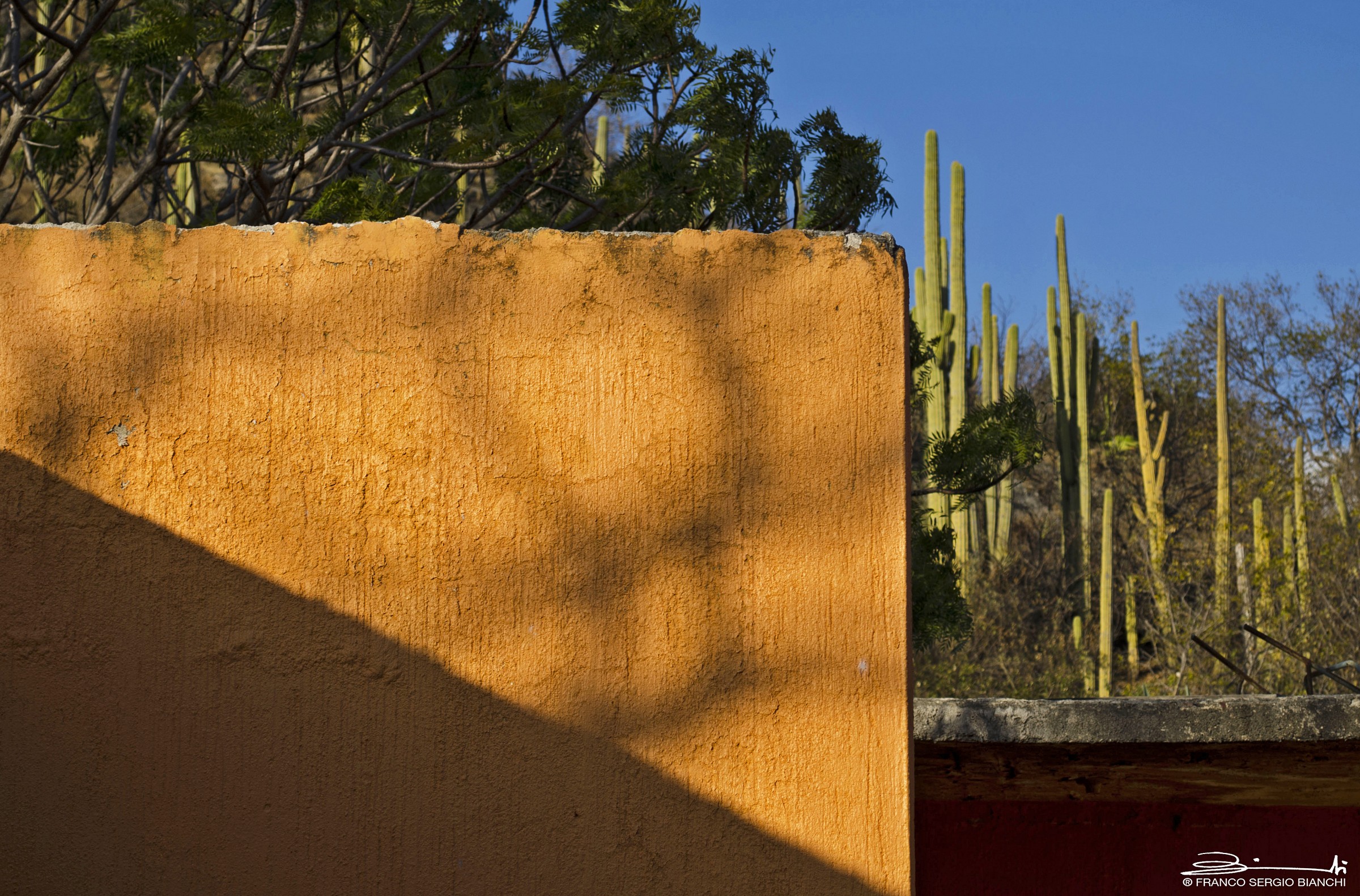 Flora and volumes - Mexico