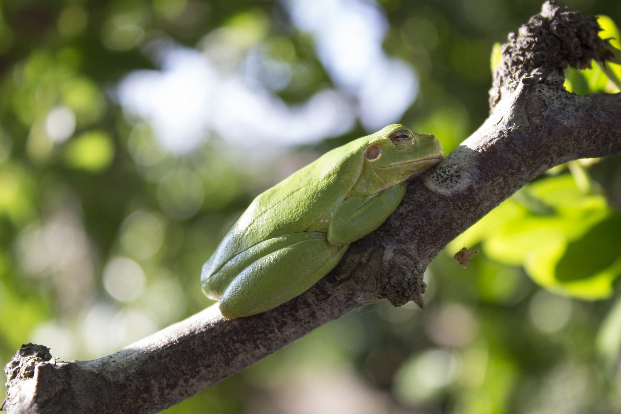 Tree Frog Sarda