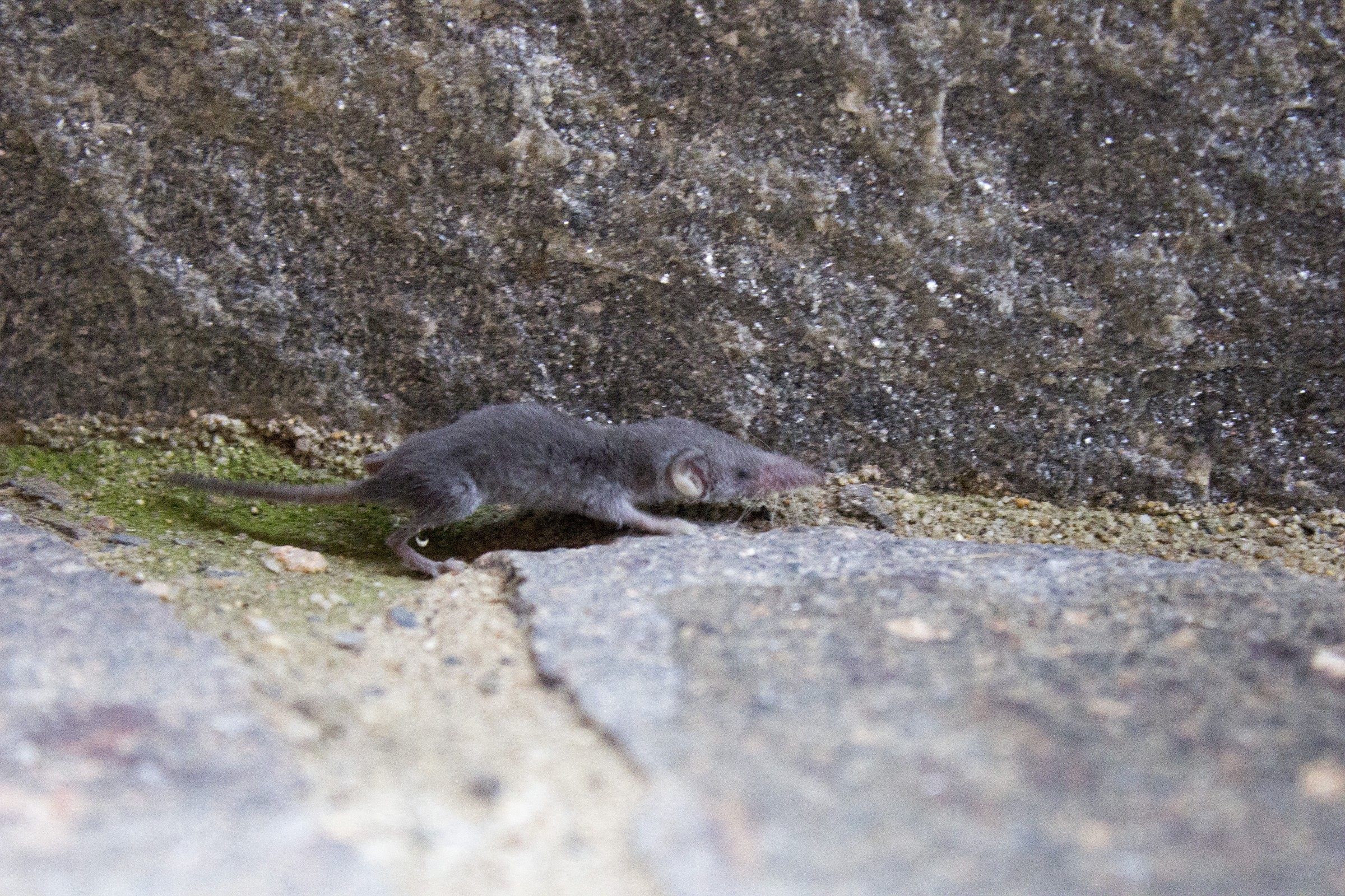 Shrew Sarda