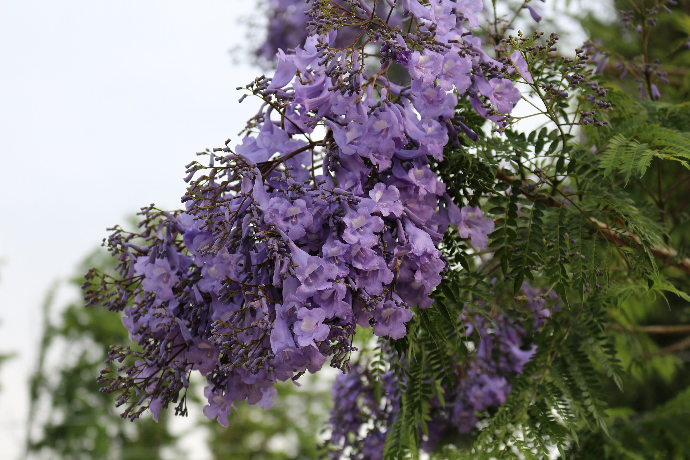 flower jacaranda