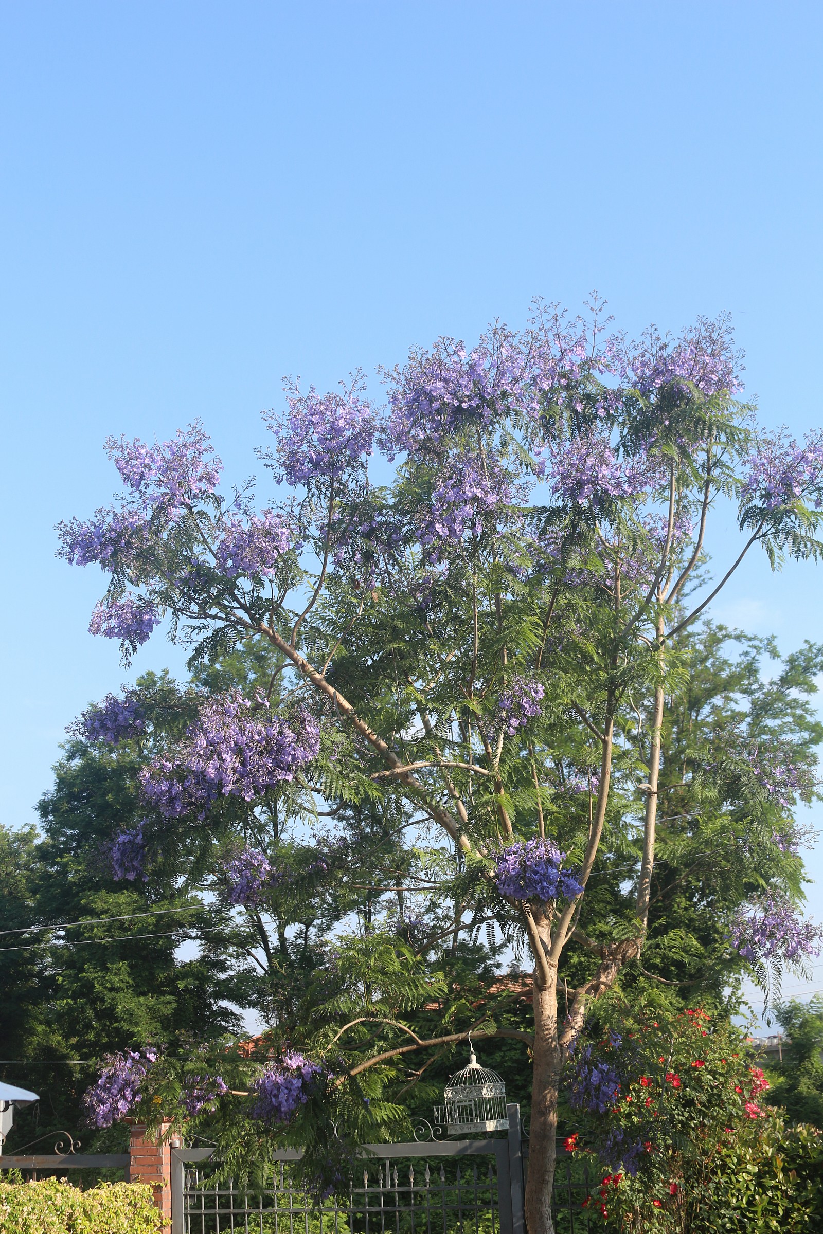 jacaranda