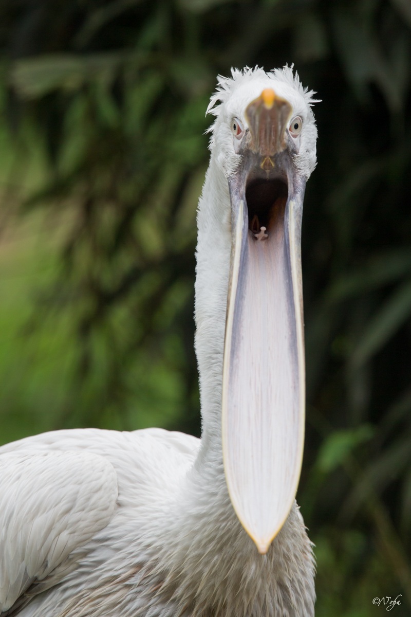 aaaaaaaaaaaaOOOOOO !!