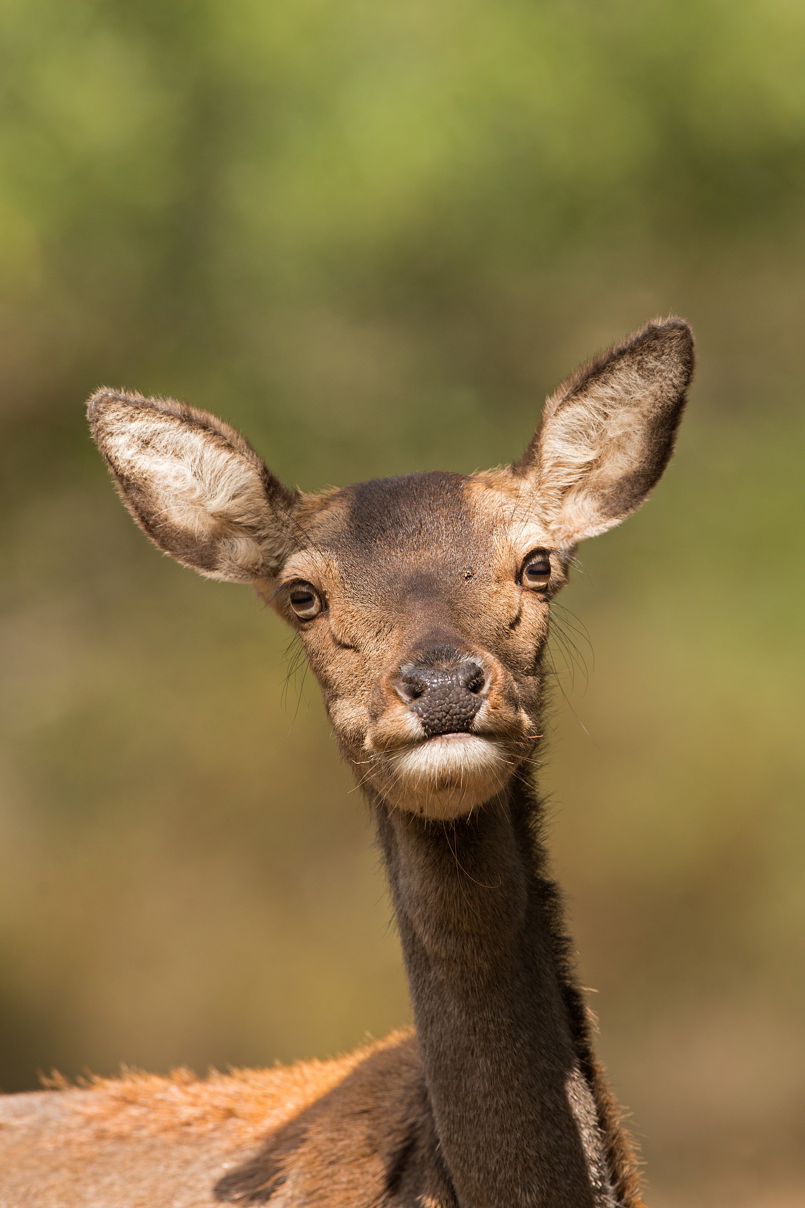 ritratto di cerva curiosa
