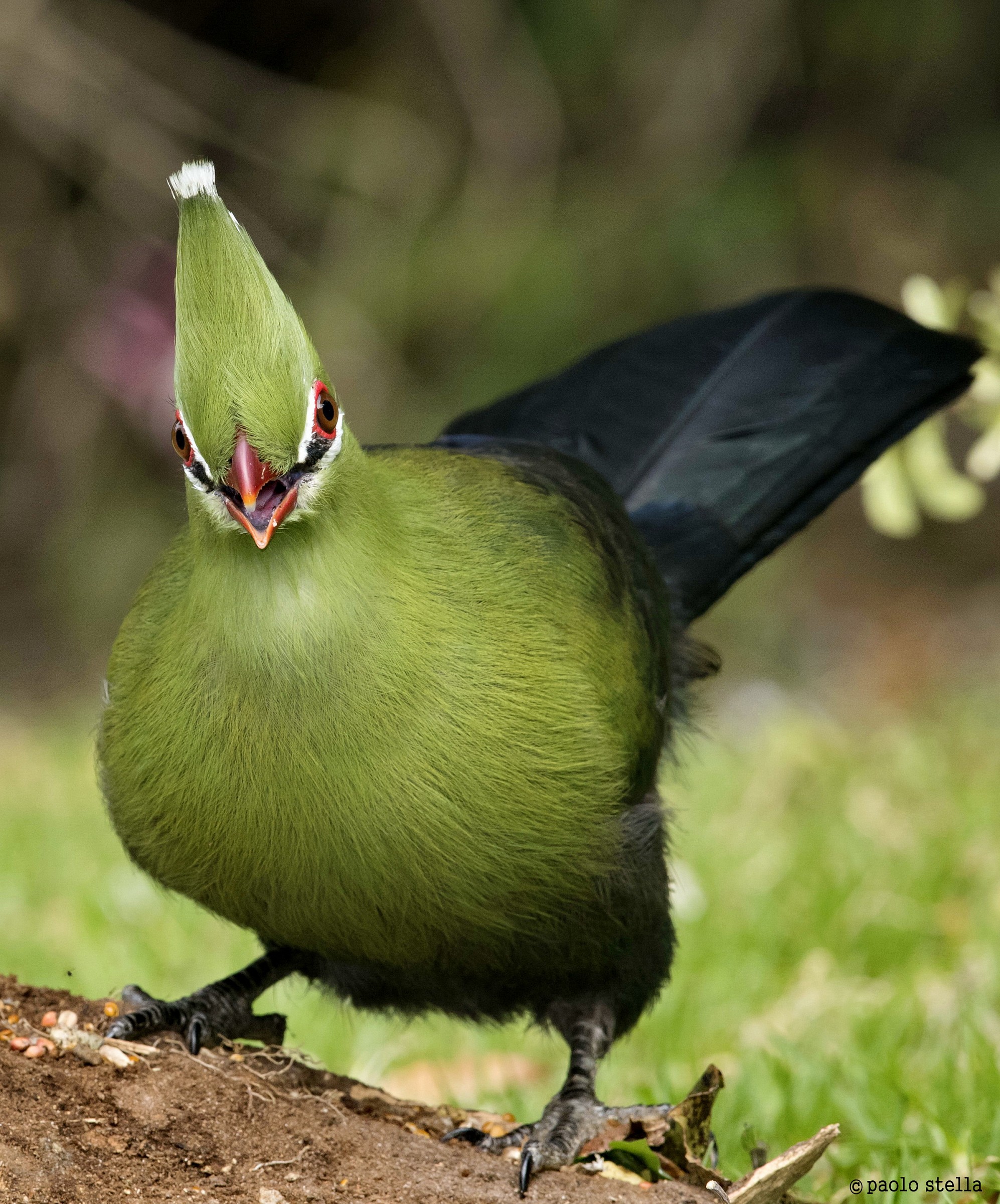 Knysna Turaco on a branch