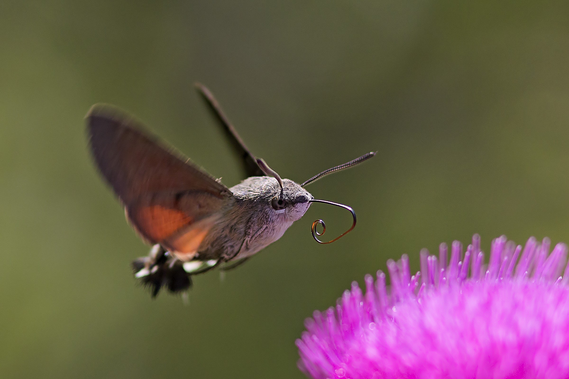 Macroglossum