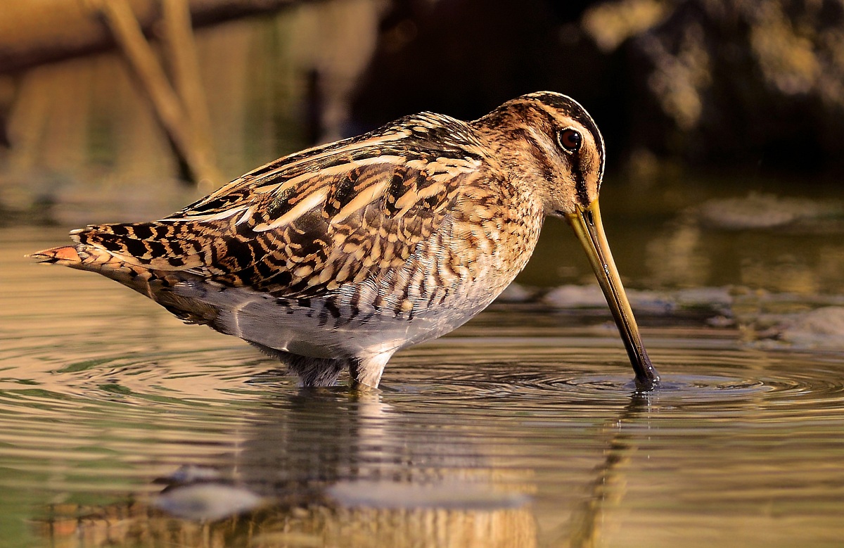 snipe