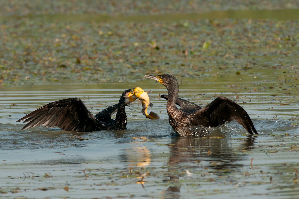 This me "pappus" I ...