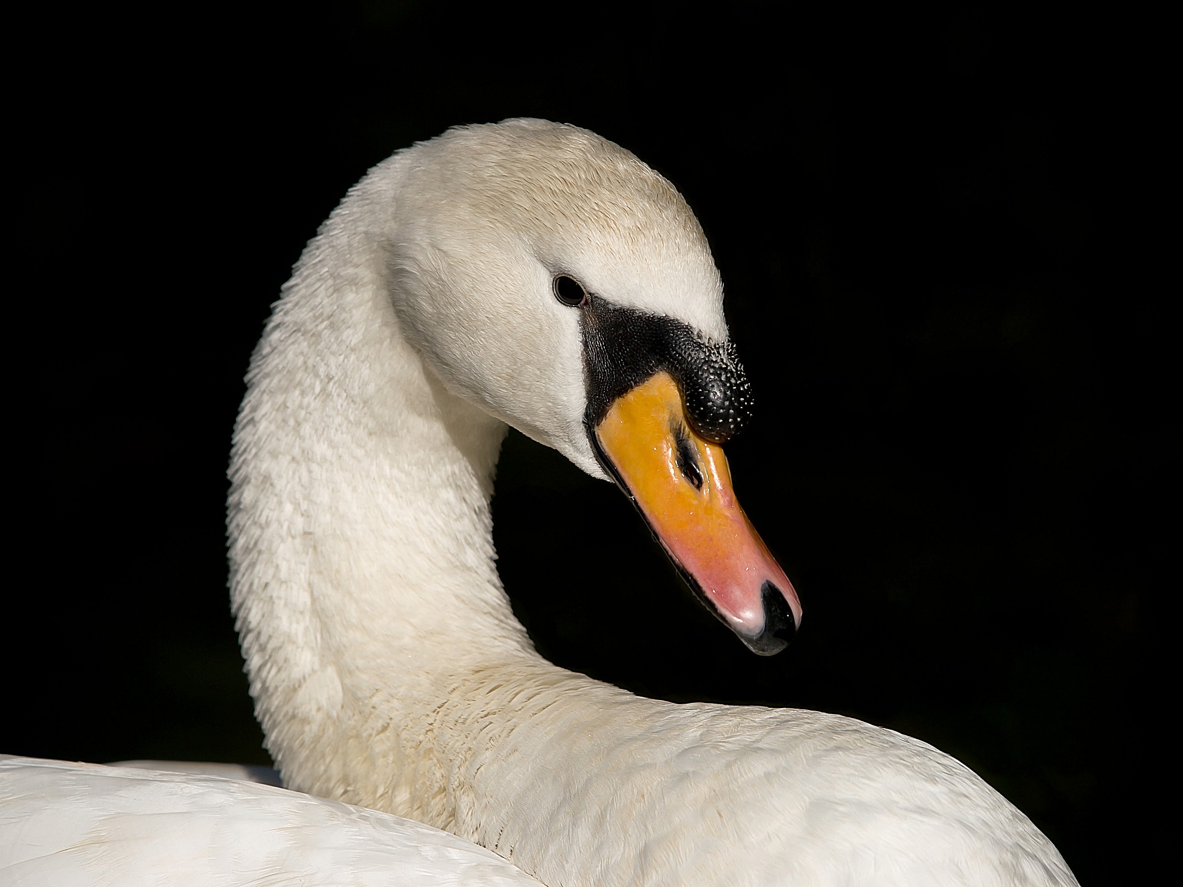 Swan 1