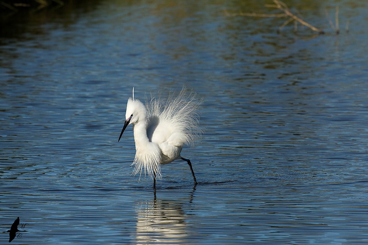 Egretta Garzetta innervosita da un Cavaliere d'Italia