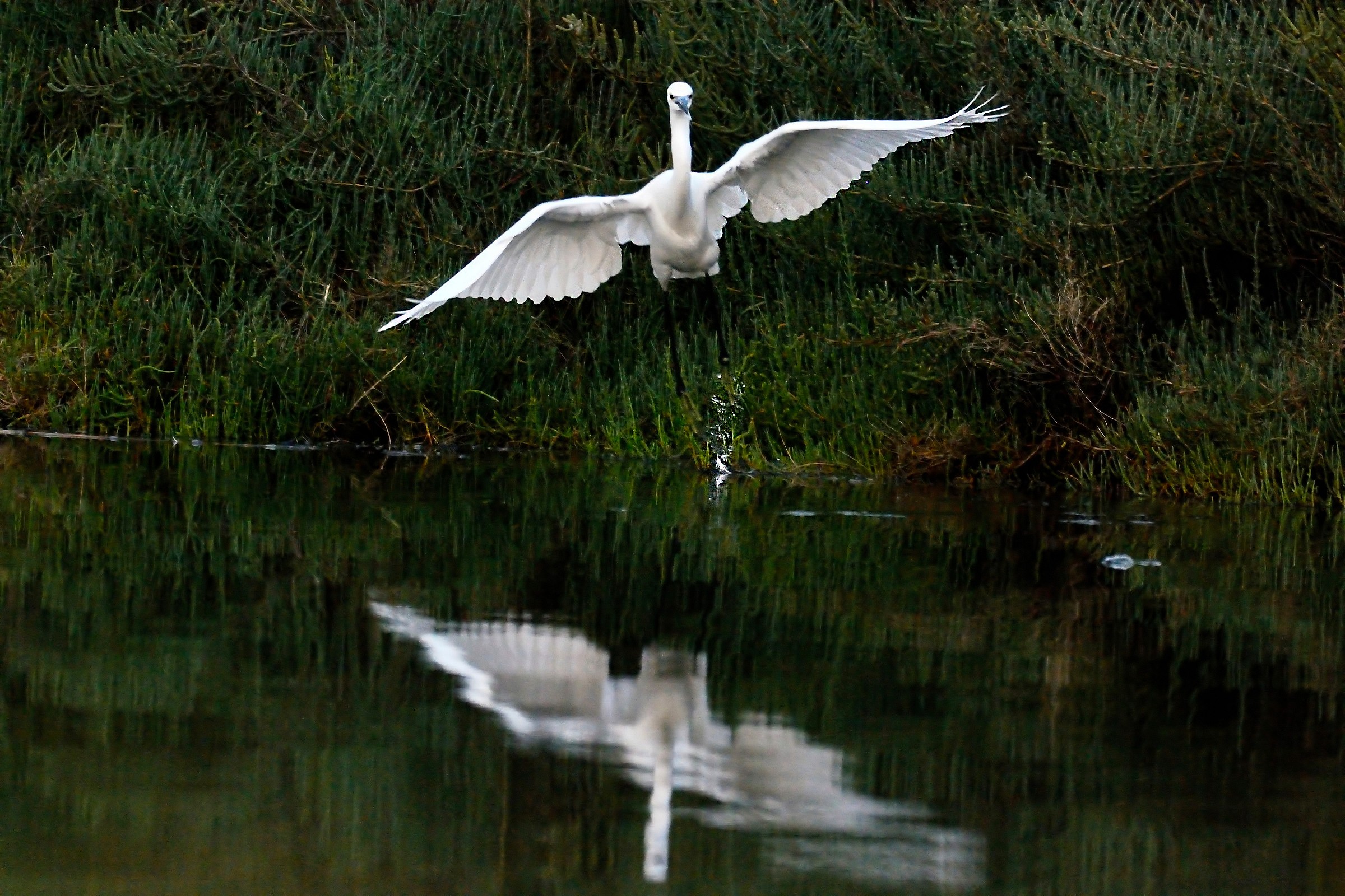 Egret taking off