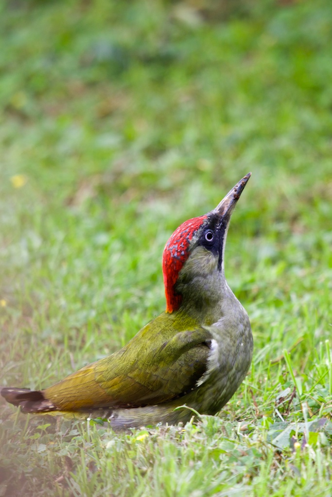 woodpecker