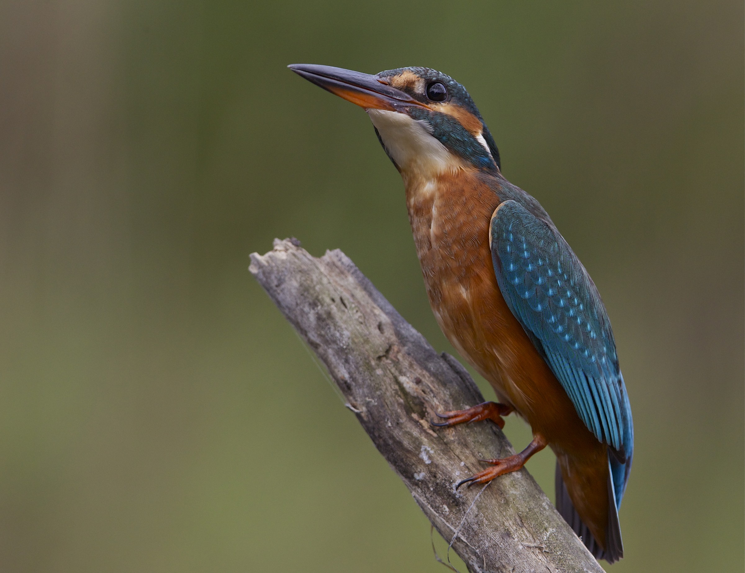 unodquatro 600 tamron