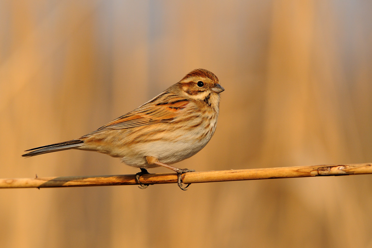 Migliarino di palude f.