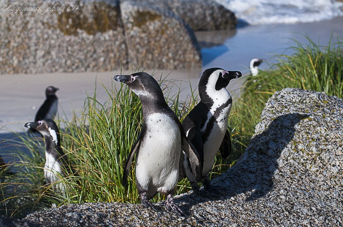 Pinguino africano