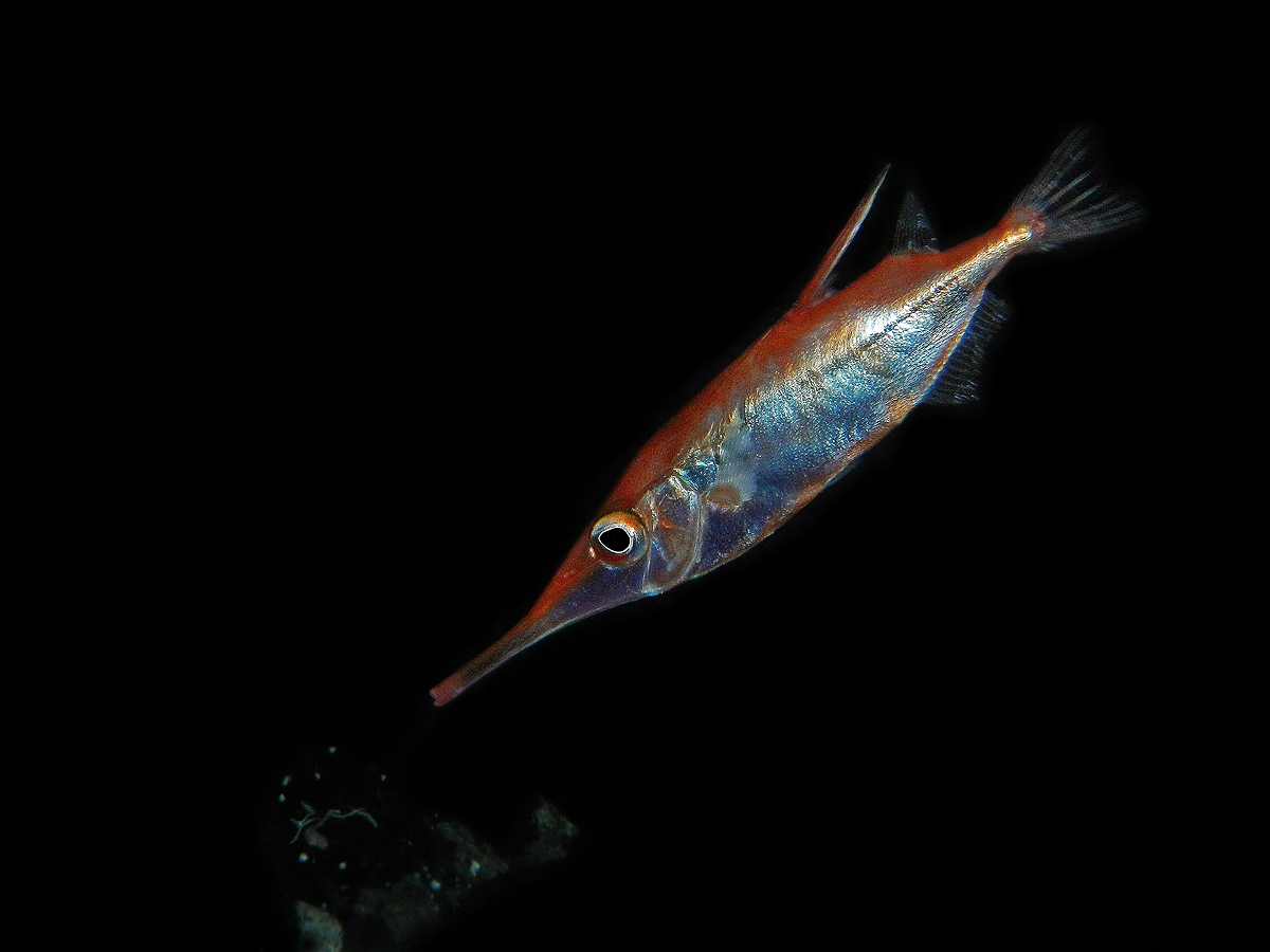 Macrorhamphosus scolopax-Pesce Trombetta