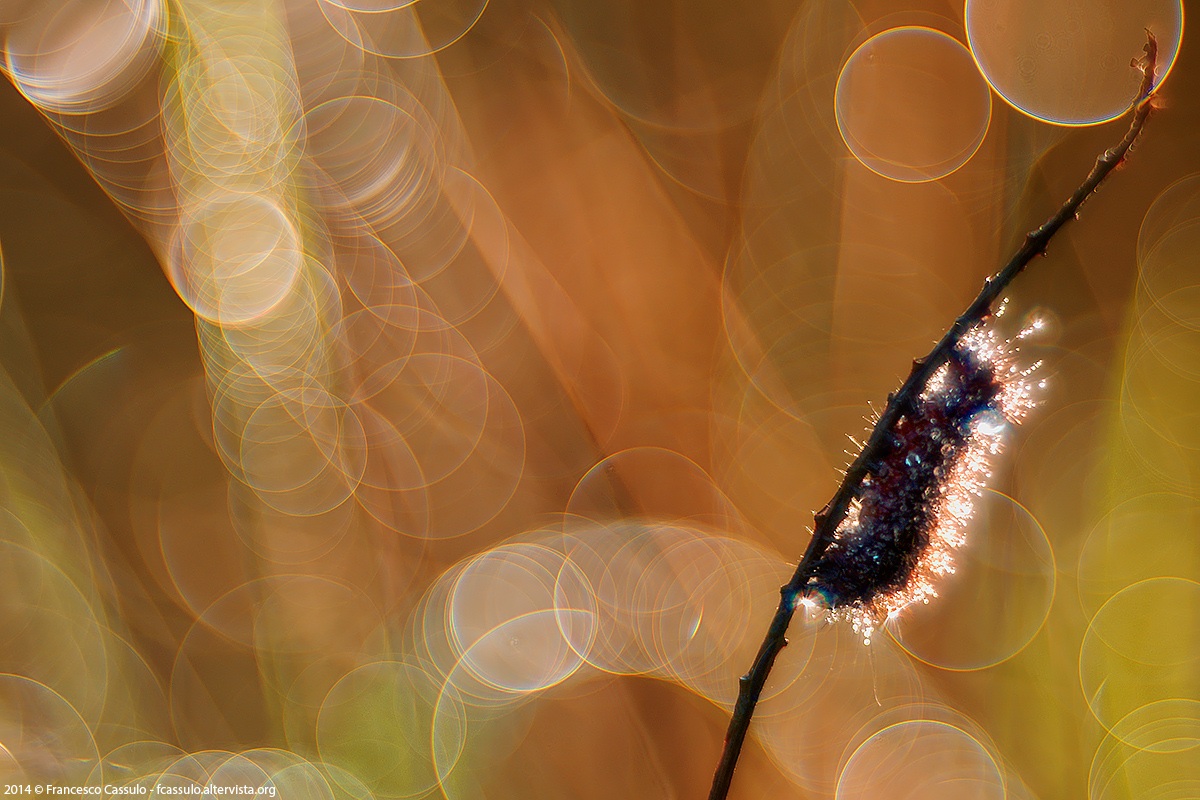 Acronicta euphorbiae (Denis & Schiffermüller, 1775)