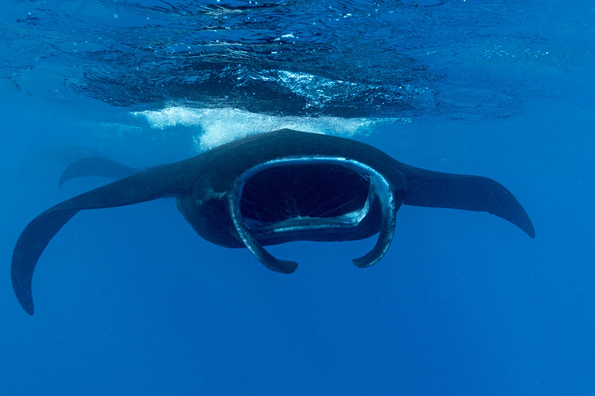 Manta Ray, Nanuya Balavu Island in Yasawa Group - Fiji