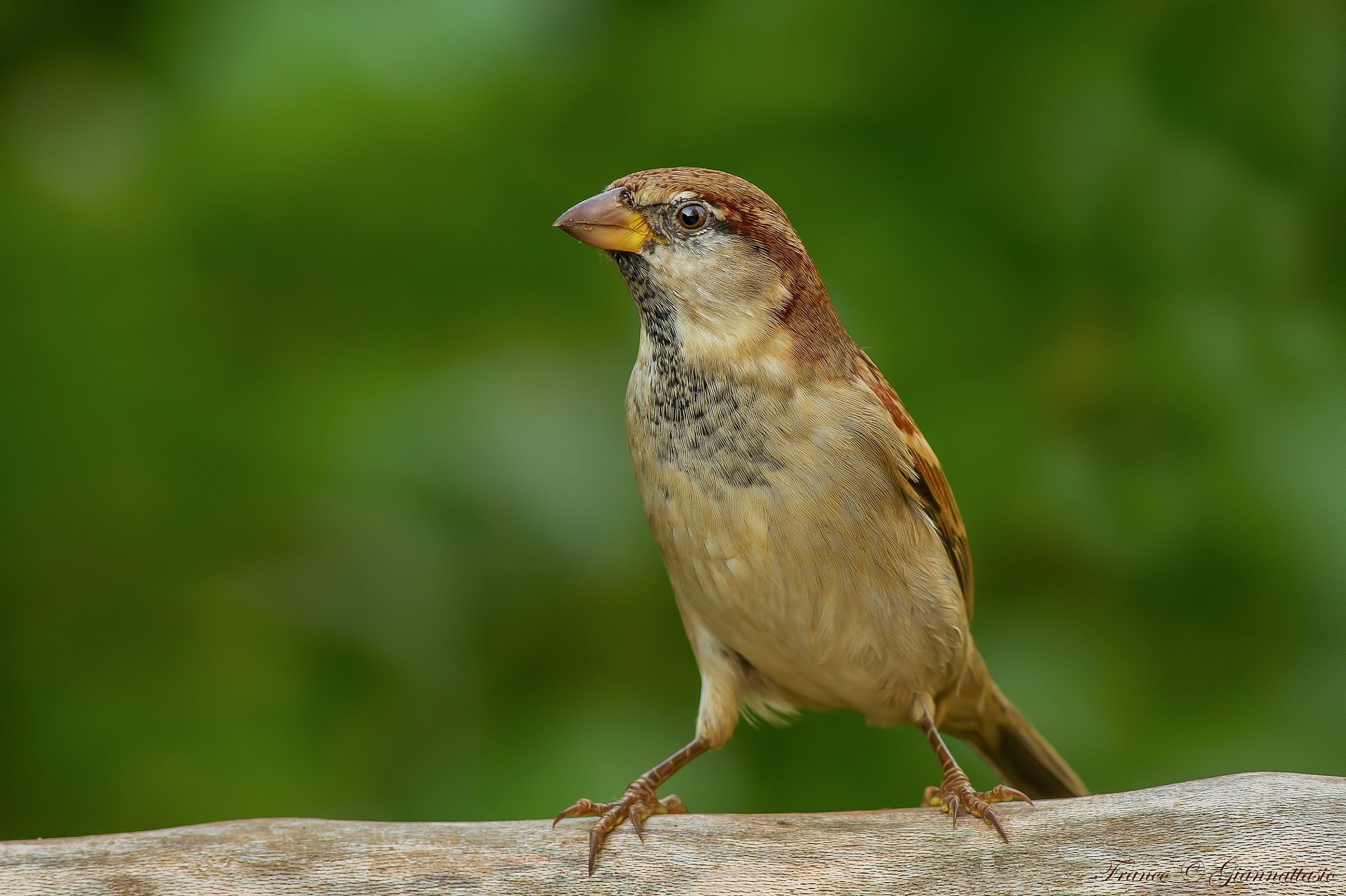 Sparrow.