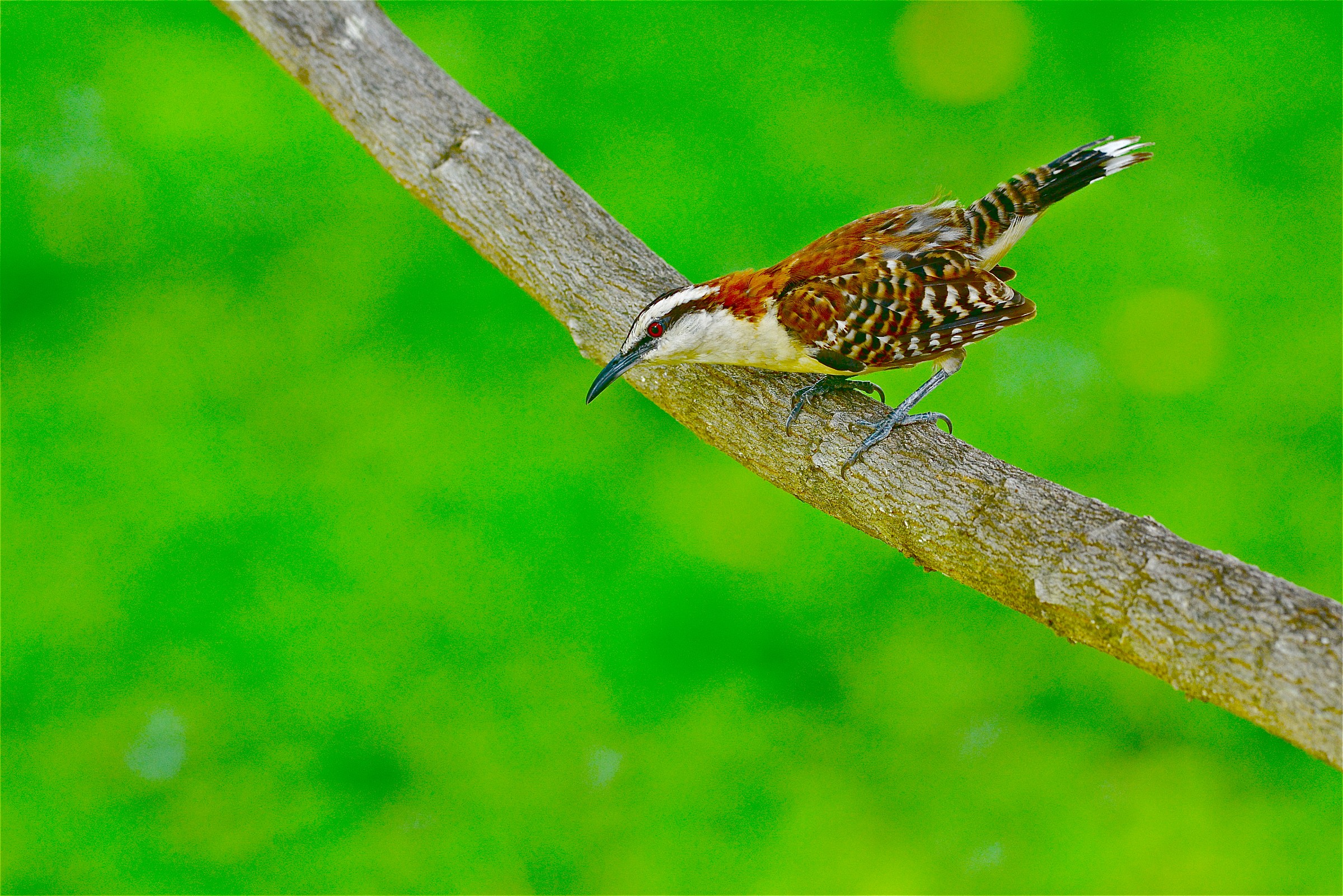 Rufous-Naped Wren