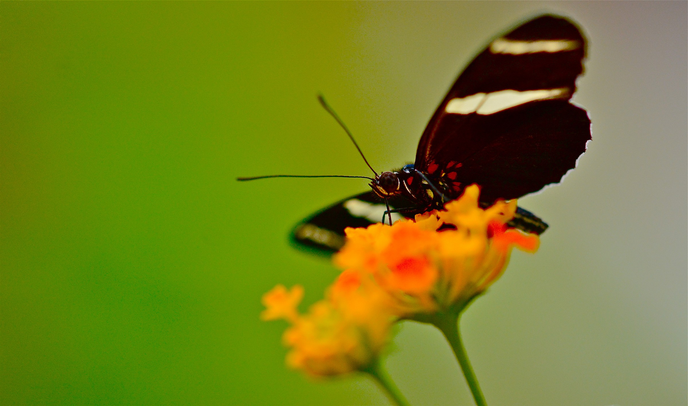 Doris Longwing butterfly