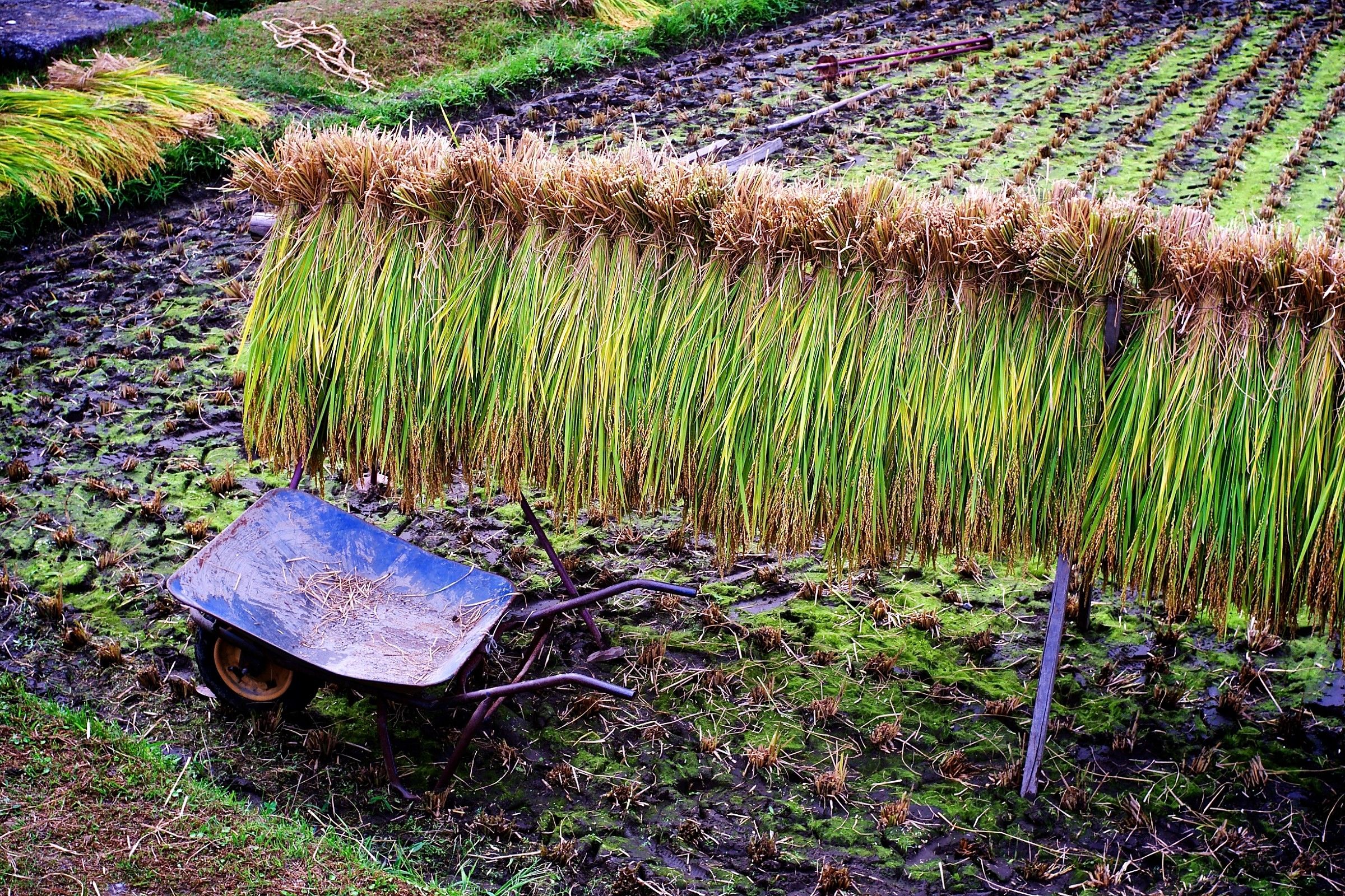 Raccolta del riso a Shirakawa-go