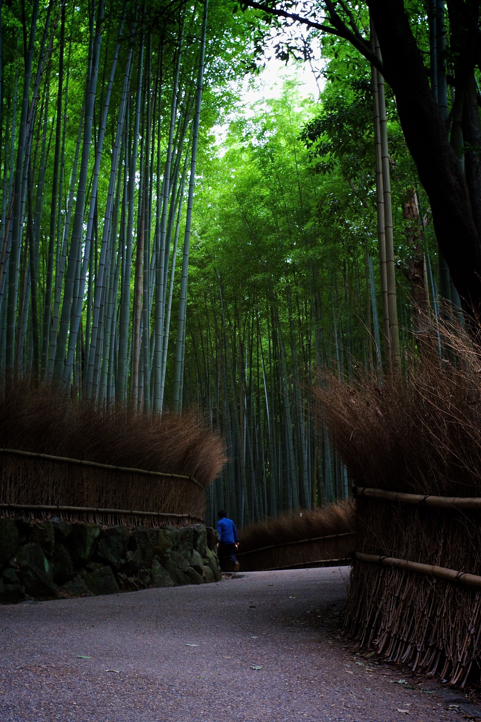 Arashiyama - bosco di bambù a Kyoto