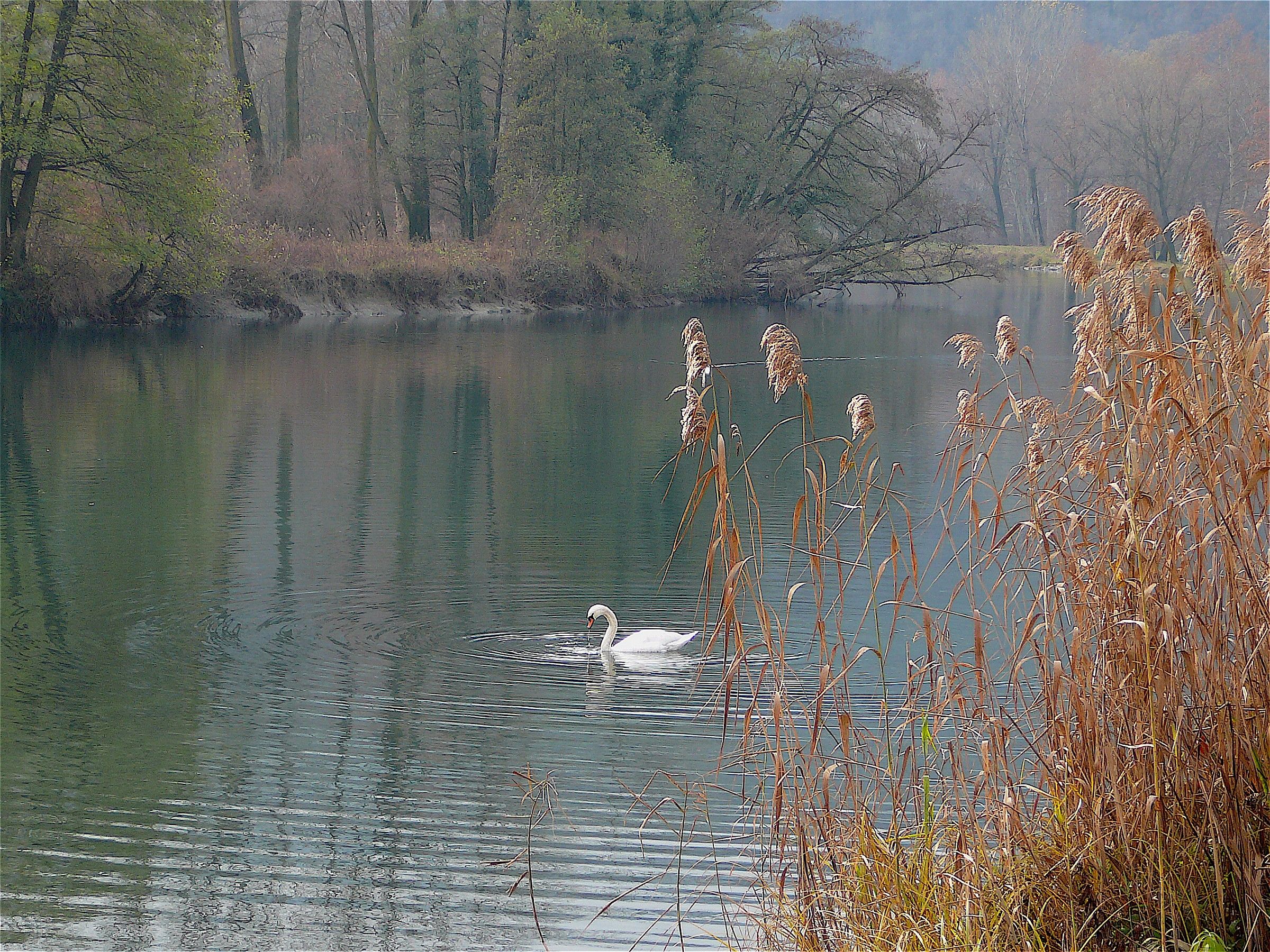 Cigno dell'Adda in autunno
