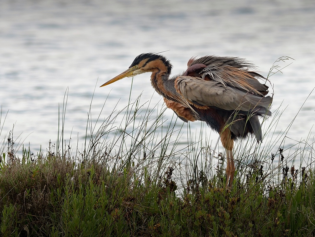 Purple Heron