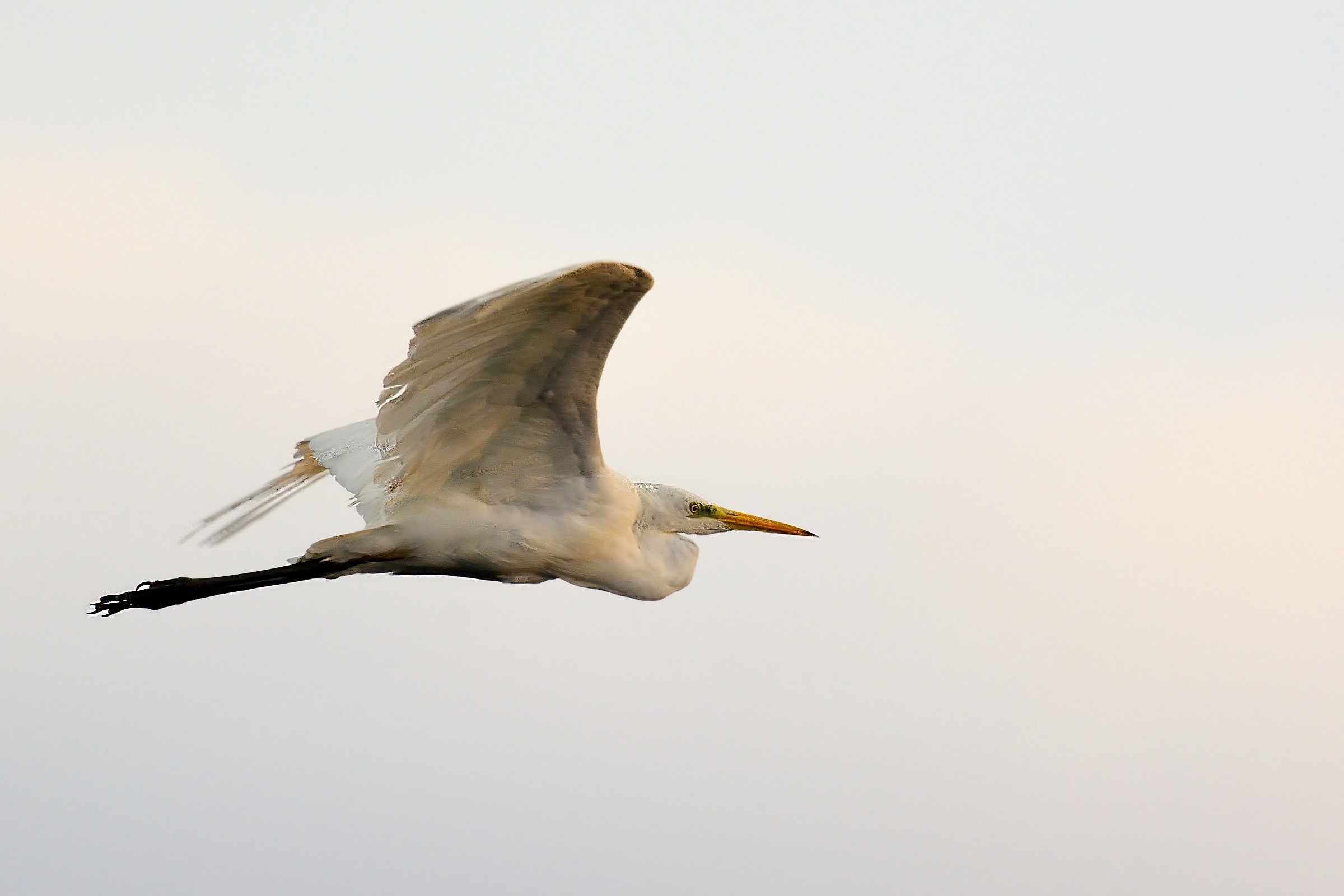 White Heron Maggiore