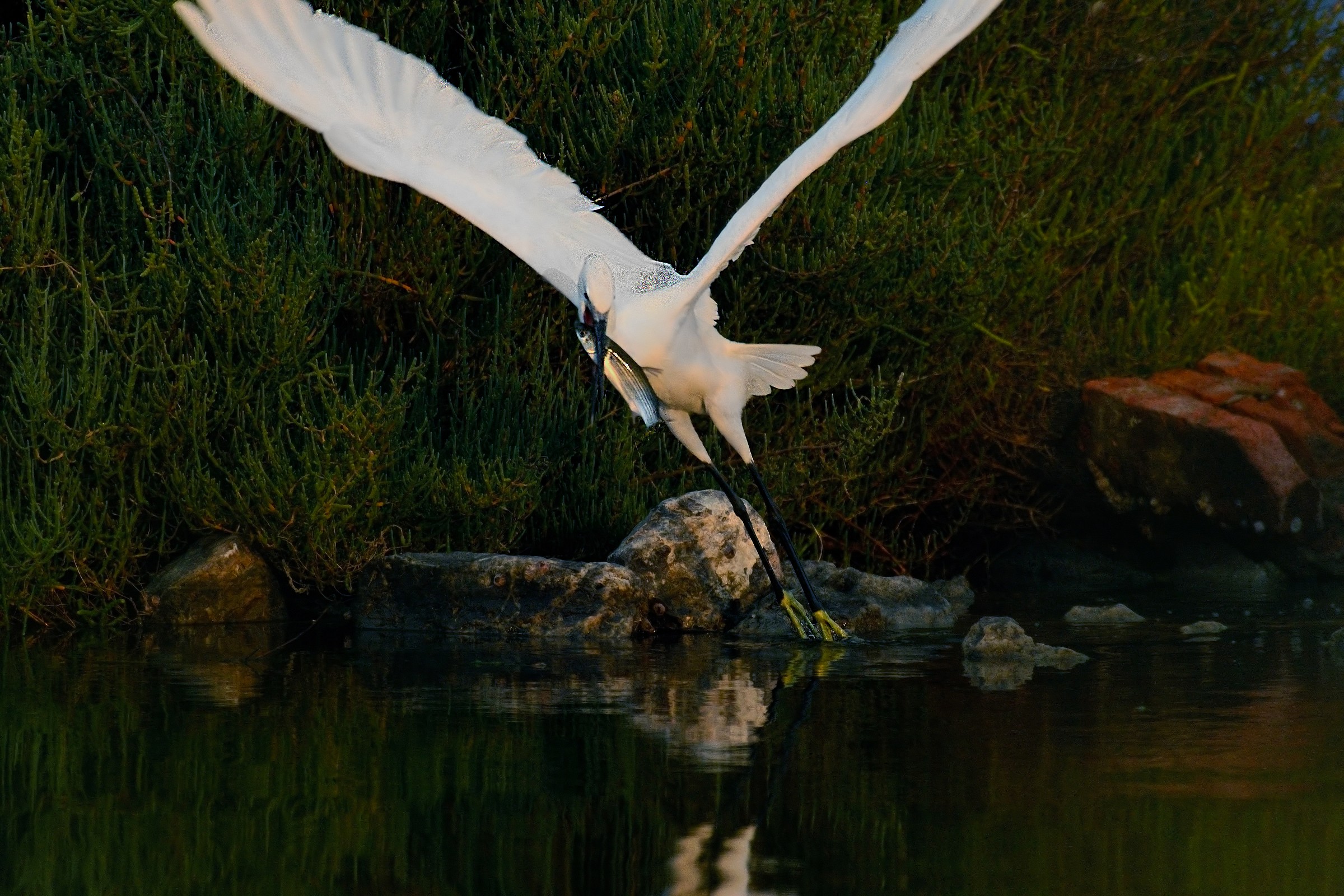 Egret & Mullet